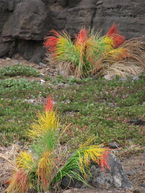 La Palma, park aan zee