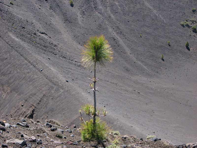 La Palma, kleine den in lavazand