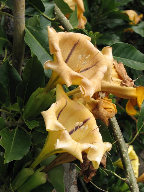 La Palma, datura