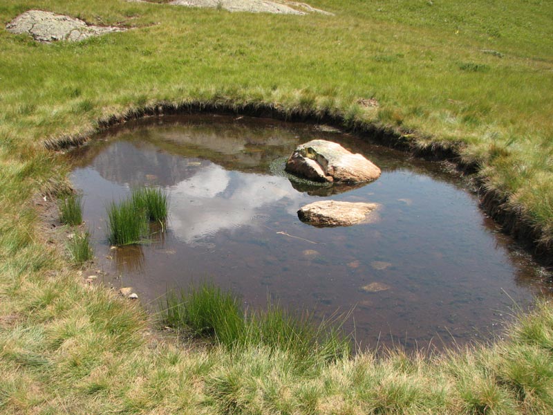 bergmeertje