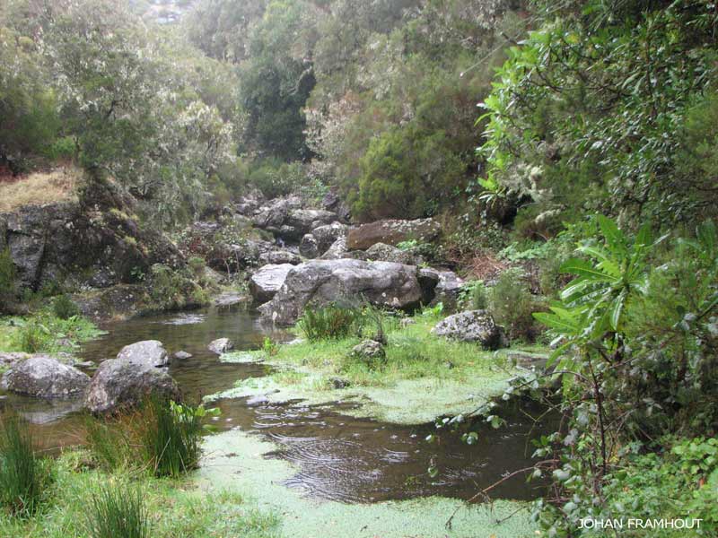 Levada do Risco