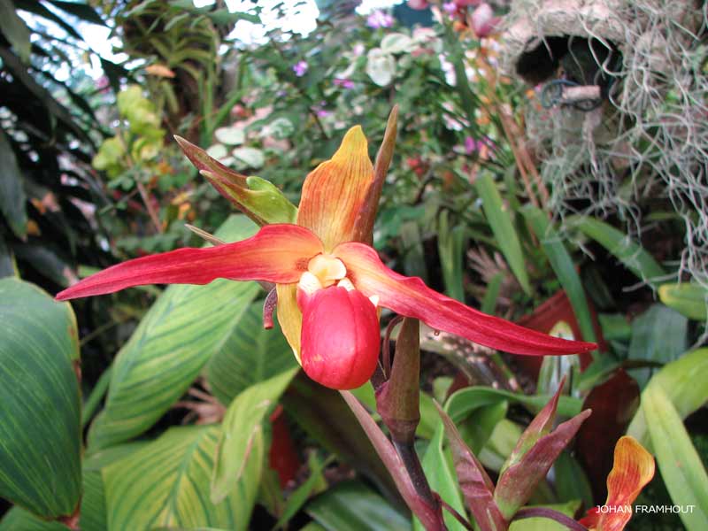 Funchal, orchideëntuin