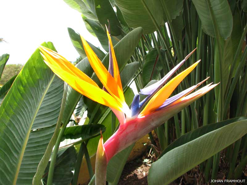 Funchal, botanische tuin