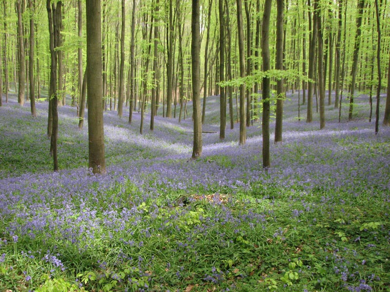 Hallerbos 2008