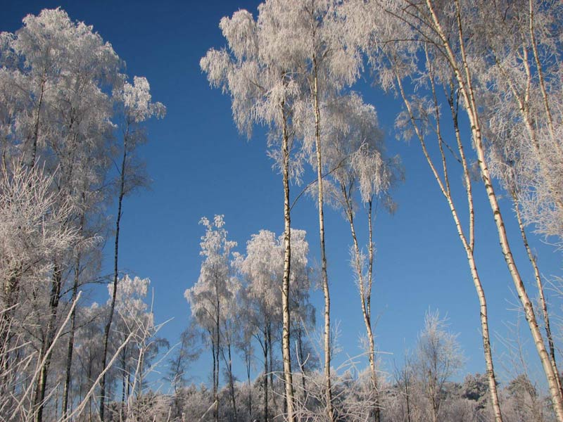 frieselhof in de winter