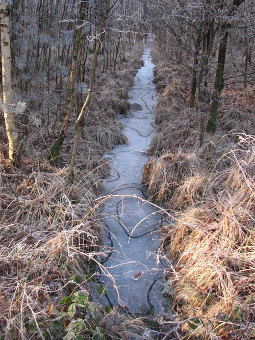 frieselhof in de winter