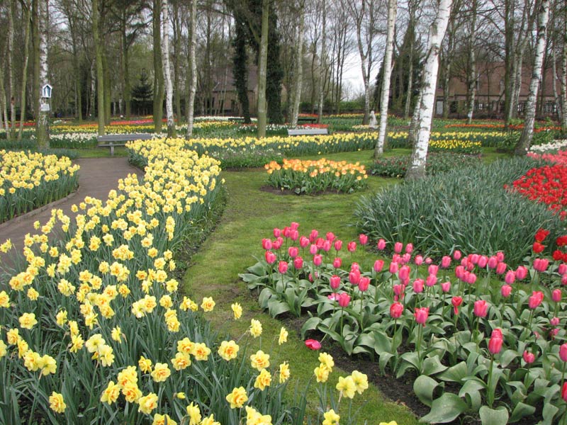 vredehof, tulpen en narcissen