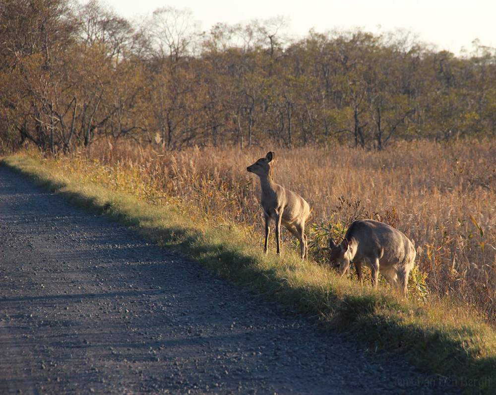 Kushiro Wetlands National Park