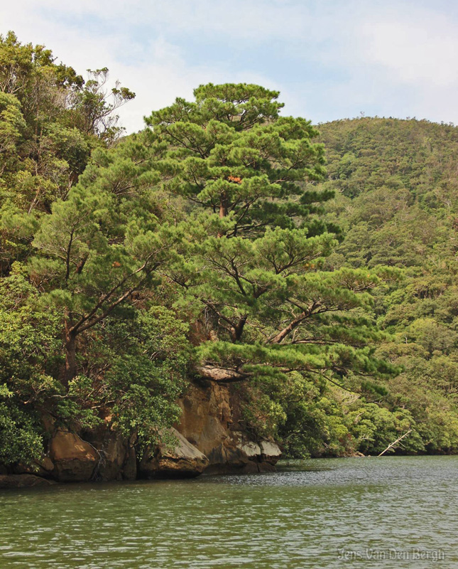 Urauchi-gawa, Iriomote Island