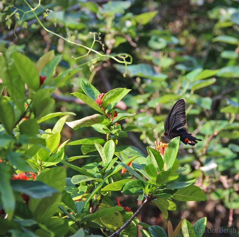 Iriomote Island