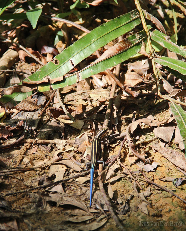 Plestiodon, Blue-tailed skink, Iriomote Island