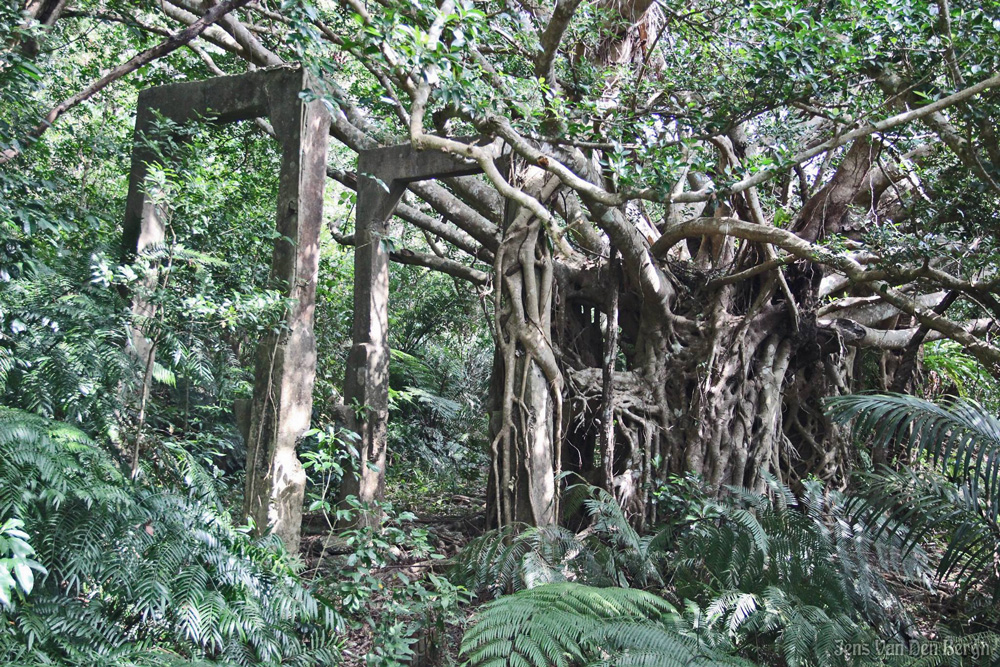 Buried jungle history: Former coal mine / forced labour camp on Iriomote Island