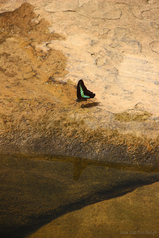 Butterfly on Iriomote Island