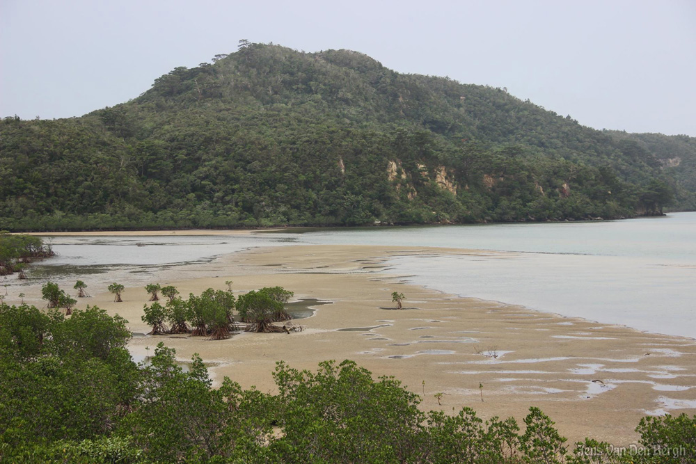 Low tide. Mangroves along Urauchi-gawa, Iriomote Island