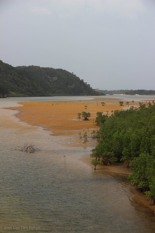 Mangroves along Urauchi-gawa, Iriomote Island