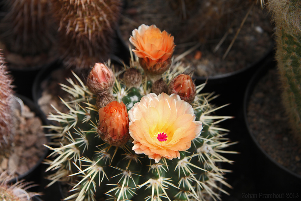 cactusbloemen in close up