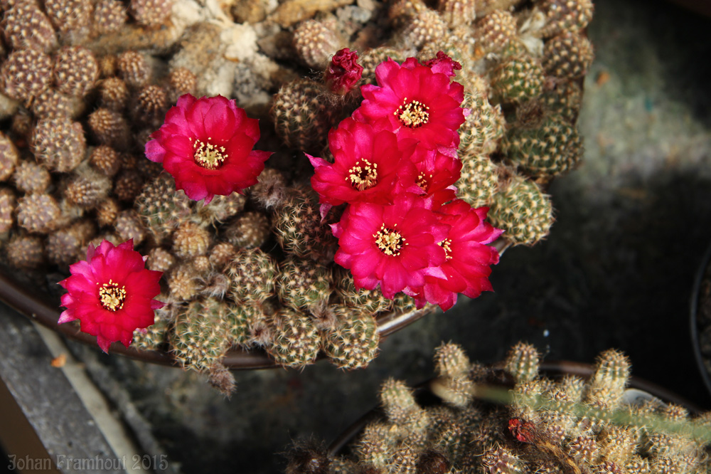 cactusbloemen in close up