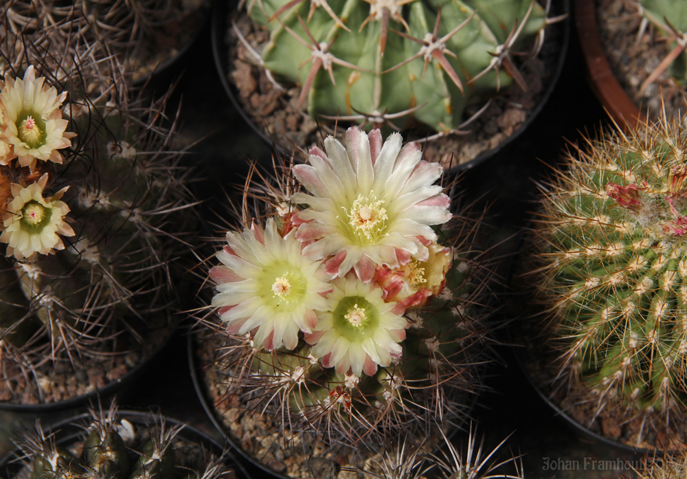 cactusbloemen in close up