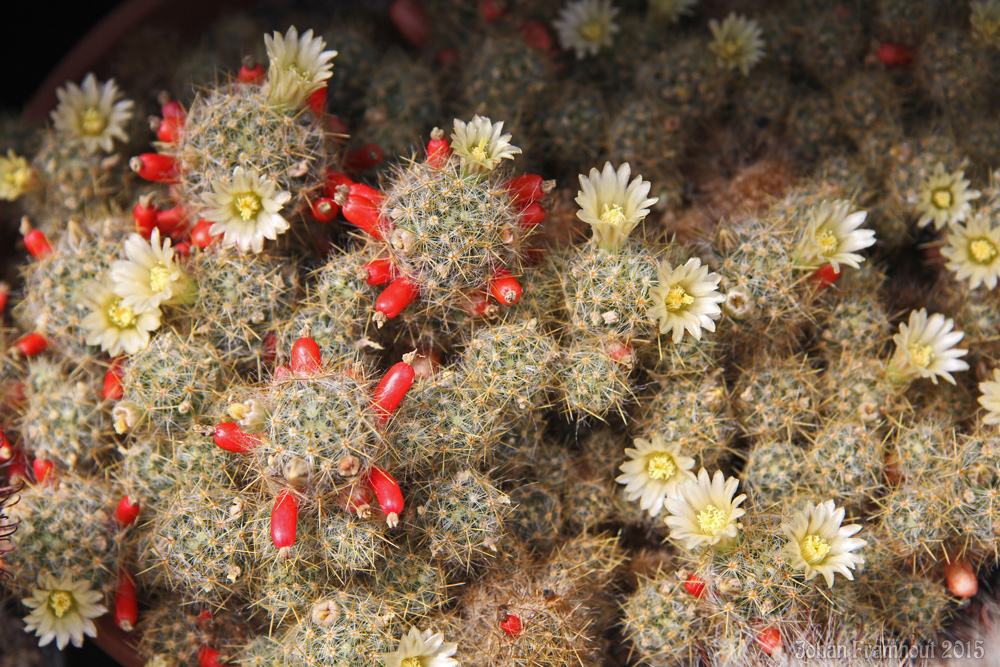 cactusbloemen in close up