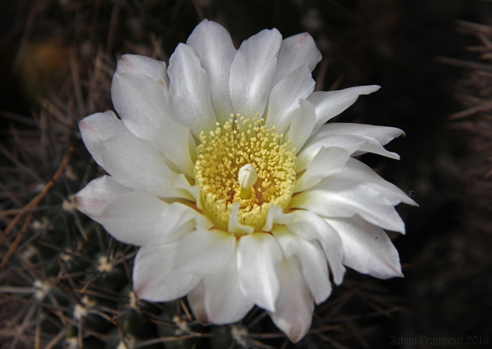 cactusbloemen in close up