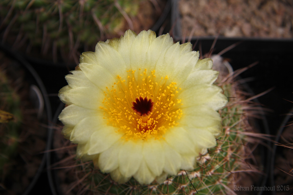 cactusbloemen in close up