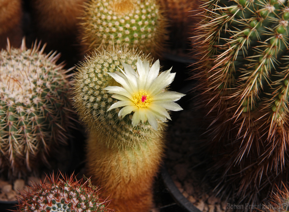 cactusbloemen in close up