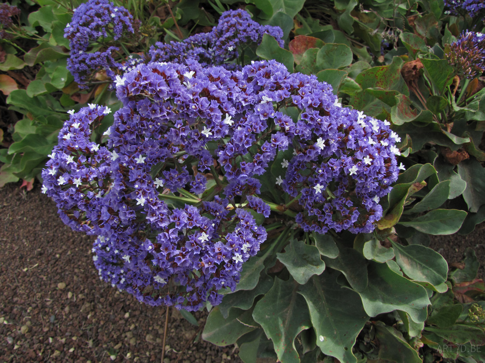 Madeira & Canarische eilanden