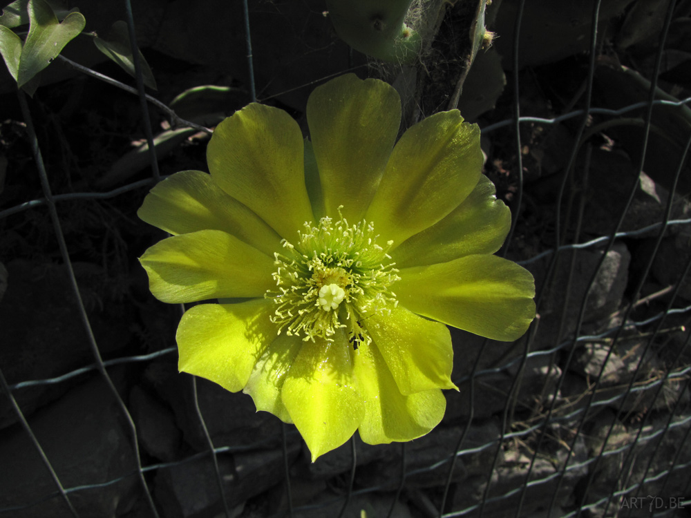 Cactusbloemen & vetplanten in openlucht op de Canarische eilanden