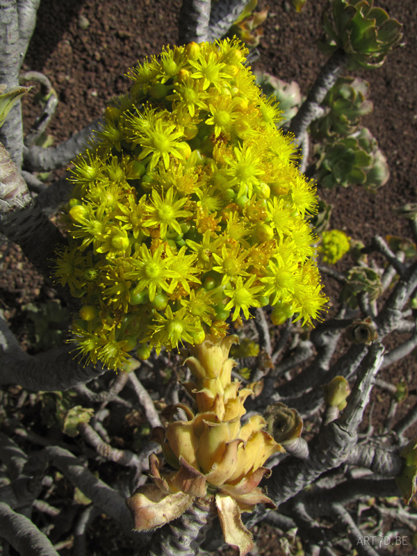 Cactusbloemen & vetplanten in openlucht op de Canarische eilanden