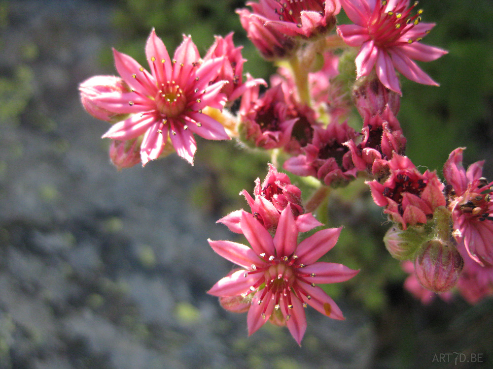 Cactusbloemen & vetplanten in openlucht op de Canarische eilanden