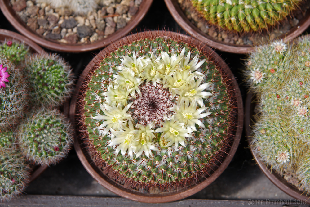 cactusbloemen in close up