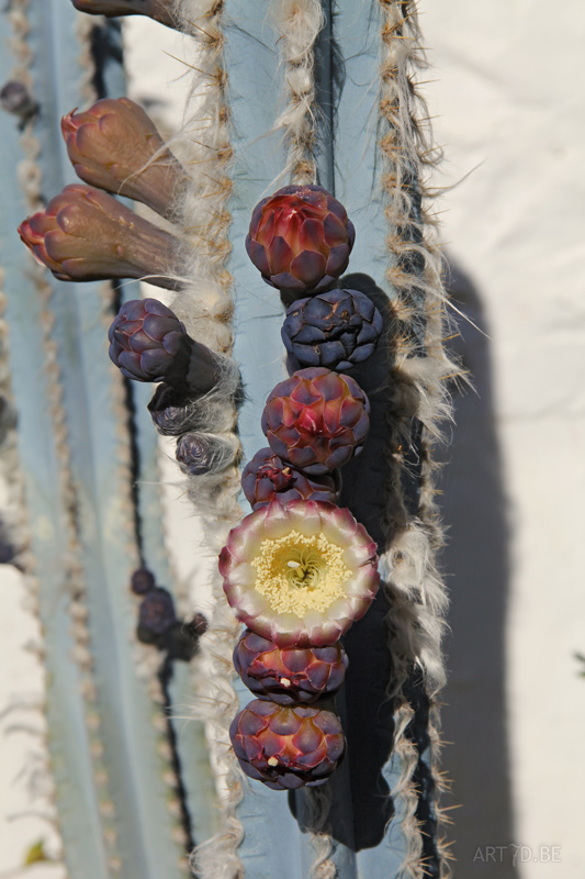 Cactusbloemen & vetplanten in openlucht op de Canarische eilanden