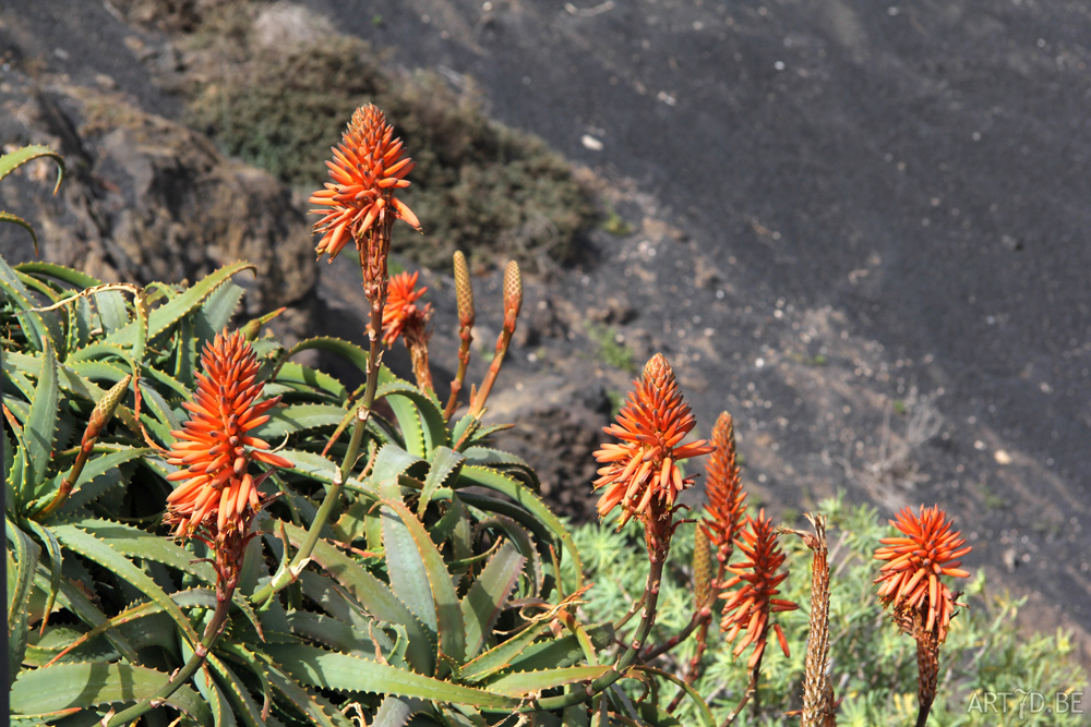 Cactusbloemen & vetplanten in openlucht op de Canarische eilanden