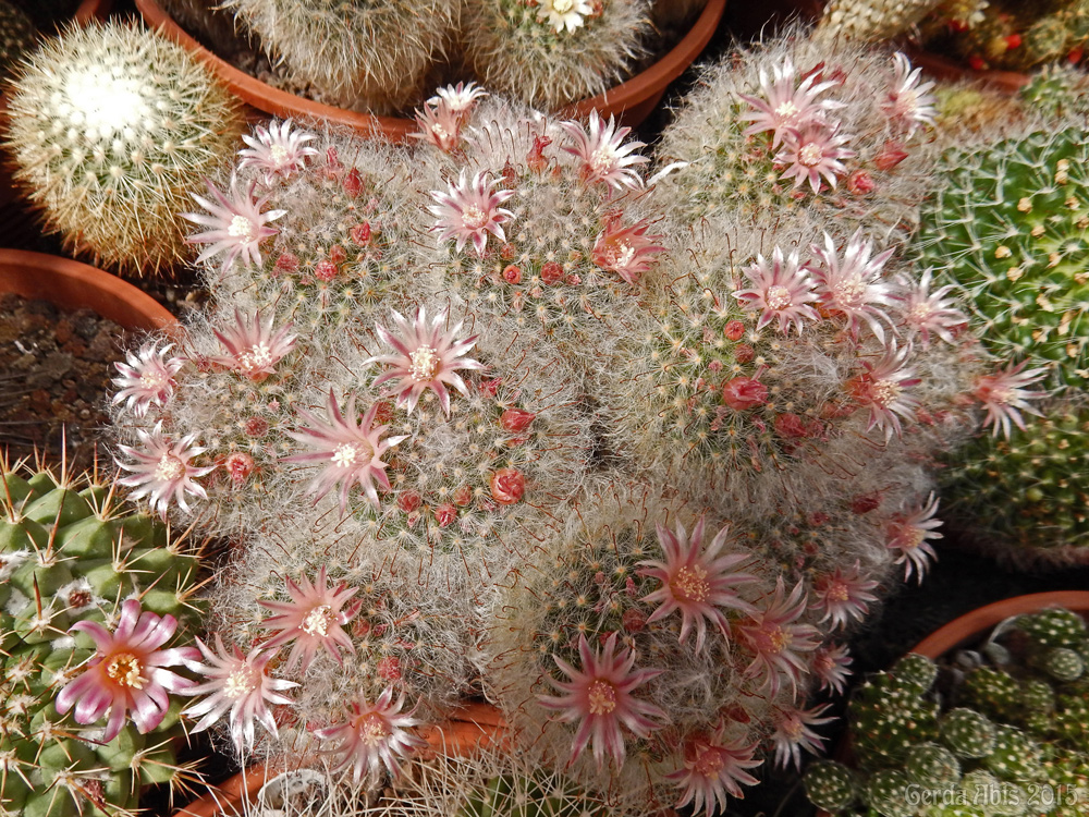 cactusbloemen in close up