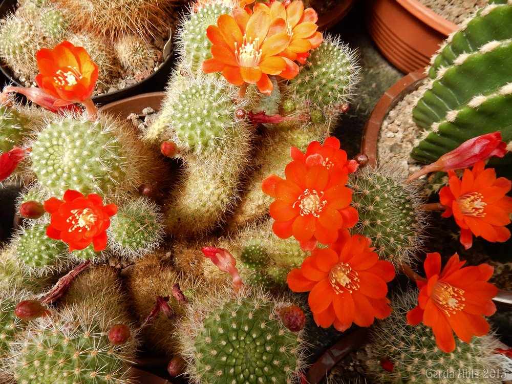 cactusbloemen in close up