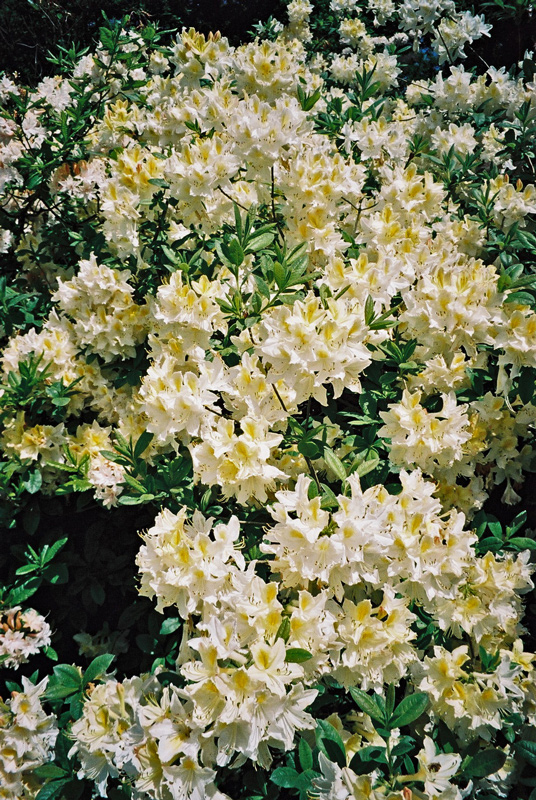 Azalea's