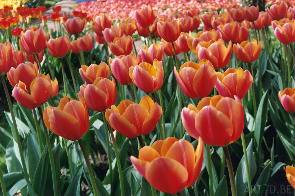 Tulpen in Vredehof, ook enige Groot-Bijgaarden en elders