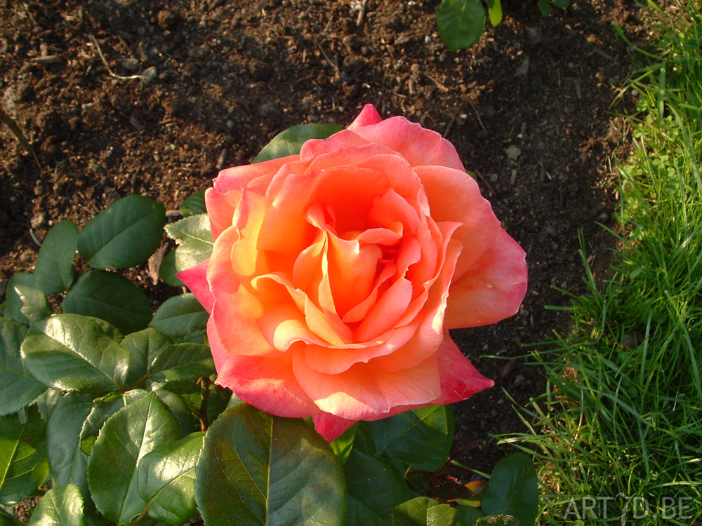 Rozen uit de rozentuinen van Mechelen en het Rivierenhof