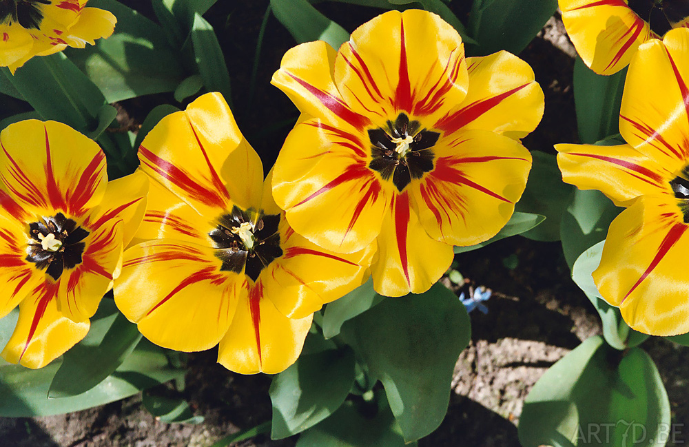 Tulpen in Vredehof, ook enige Groot-Bijgaarden en elders