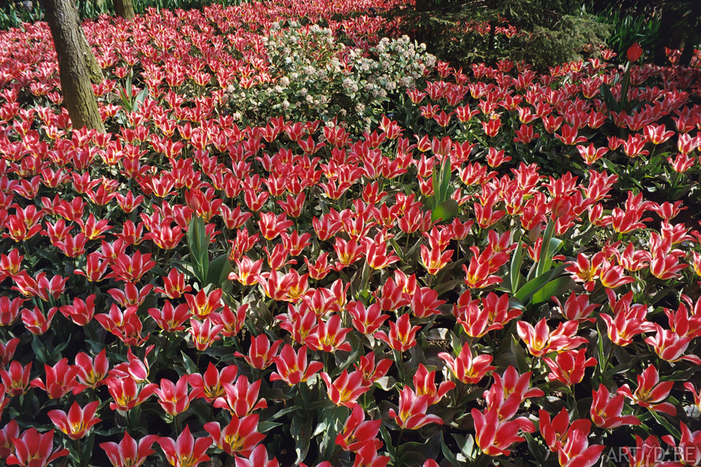 Tulpen in Vredehof, ook enige Groot-Bijgaarden en elders