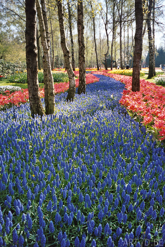 Tulpen in Vredehof, ook enige Groot-Bijgaarden en elders