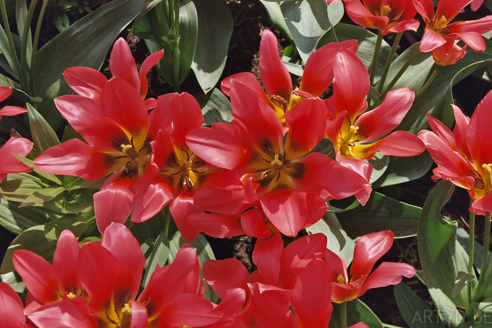 Tulpen in Vredehof, ook enige Groot-Bijgaarden en elders