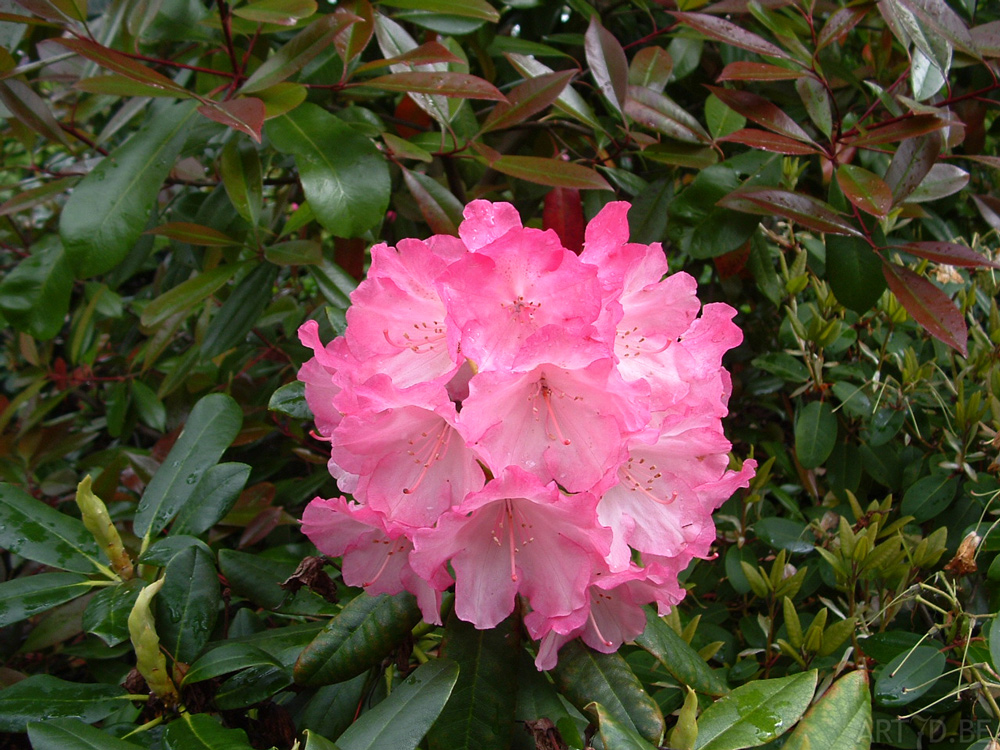 Azalea's