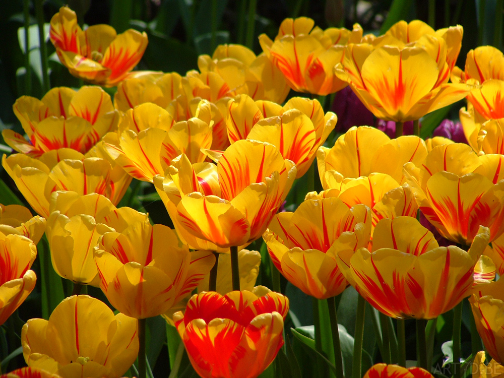 Tulpen in Vredehof, ook enige Groot-Bijgaarden en elders