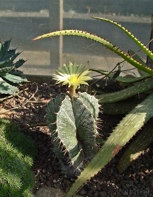 Bloeiende cactussen op een opentuindag in Wijnegem