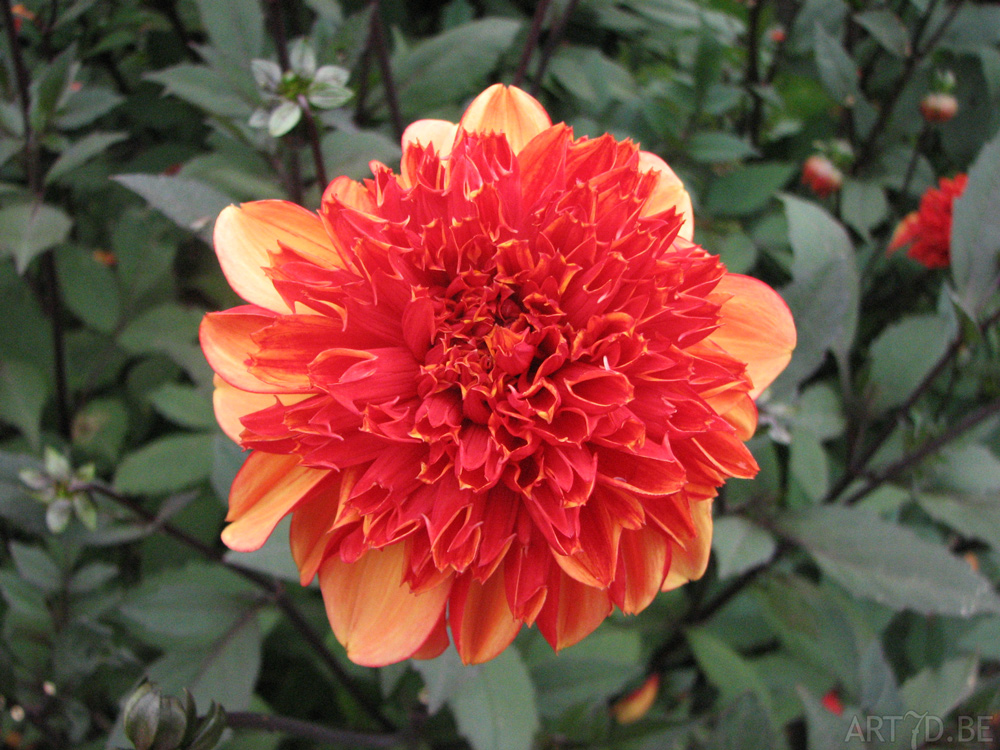 Dahlia's uit de tuinen van Vordenstein