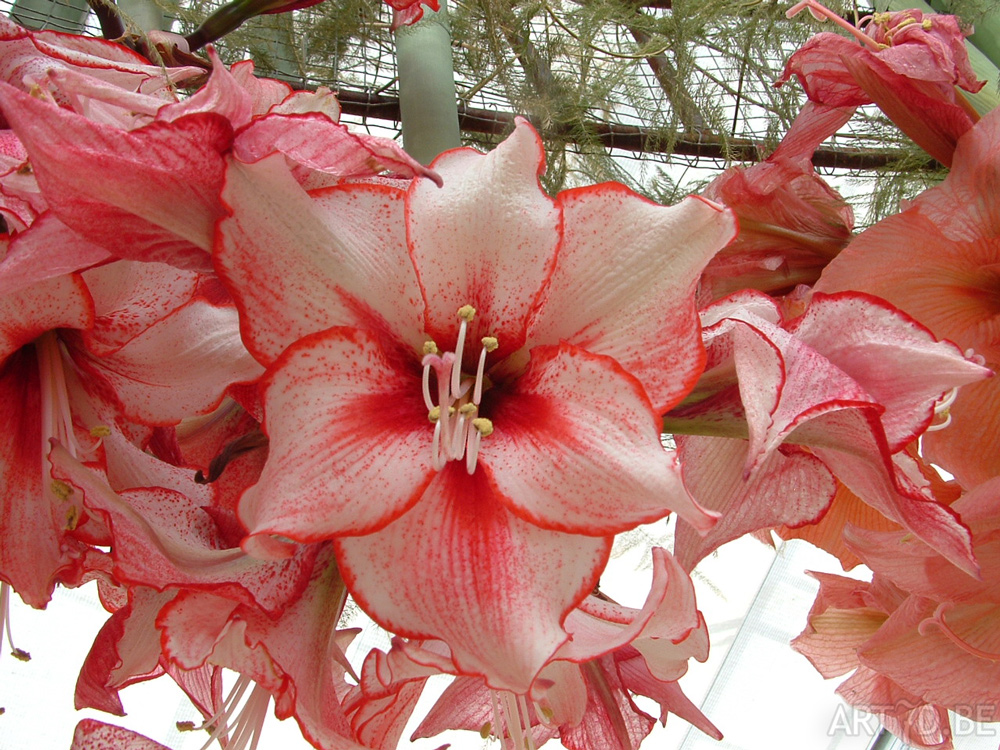 Amaryllis in Groot-Bijgaarden