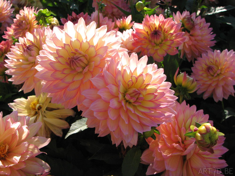 Dahlia's uit de tuinen van Vordenstein