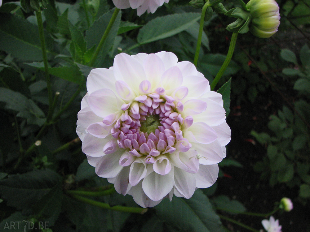 Dahlia's uit de tuinen van Vordenstein