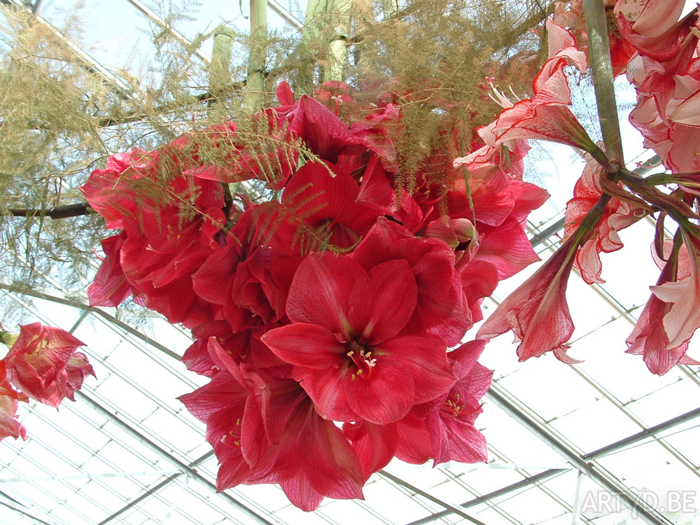 Amaryllis in Groot-Bijgaarden